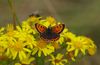 Small Copper