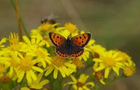 Small Copper